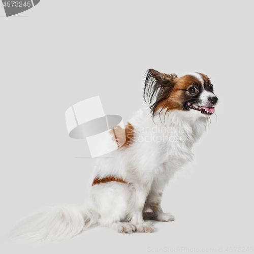 Image of Studio portrait of a small yawning puppy Papillon