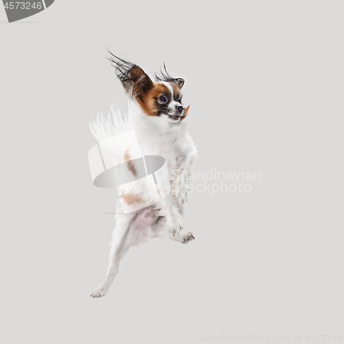 Image of Studio portrait of a small yawning puppy Papillon