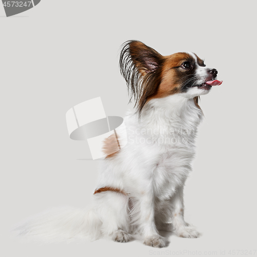 Image of Studio portrait of a small yawning puppy Papillon