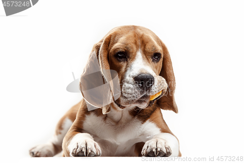 Image of Front view of cute beagle dog sitting, isolated on a white background