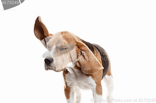 Image of Front view of cute beagle dog sitting, isolated on a white background