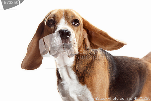 Image of Front view of cute beagle dog sitting, isolated on a white background