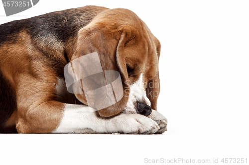 Image of Front view of cute beagle dog sitting, isolated on a white background