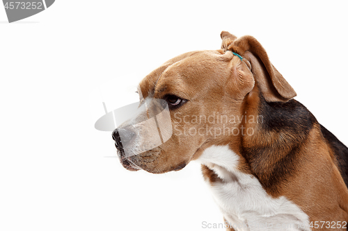 Image of Front view of cute beagle dog sitting, isolated on a white background