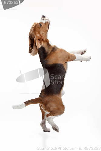 Image of Front view of cute beagle dog isolated on a white background