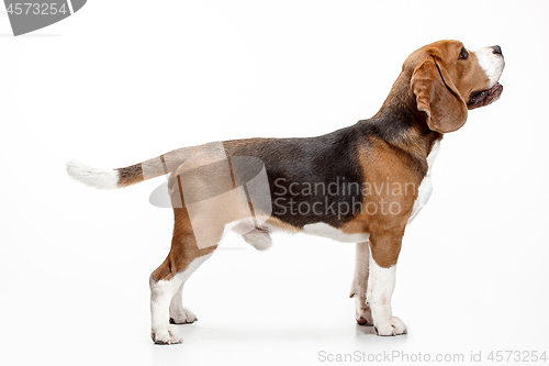 Image of Front view of cute beagle dog sitting, isolated on a white background