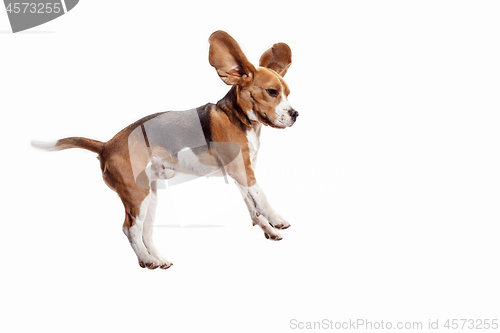 Image of Front view of cute beagle dog isolated on a white background