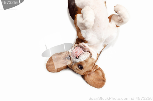 Image of Front view of cute beagle dog sitting, isolated on a white background