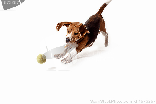 Image of Front view of cute beagle dog with ball isolated on a white background