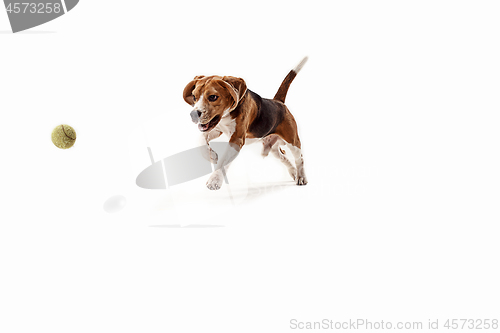 Image of Front view of cute beagle dog with ball isolated on a white background