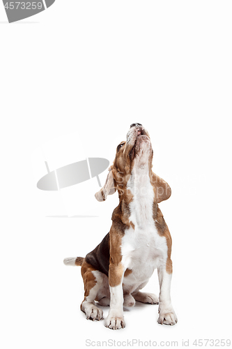 Image of Front view of cute beagle dog isolated on a white background