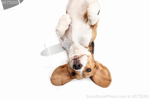 Image of Front view of cute beagle dog sitting, isolated on a white background