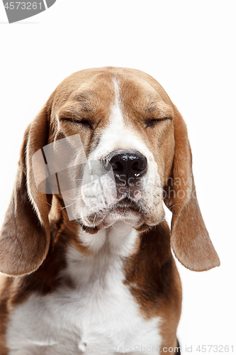 Image of Front view of cute beagle dog sitting, isolated on a white background
