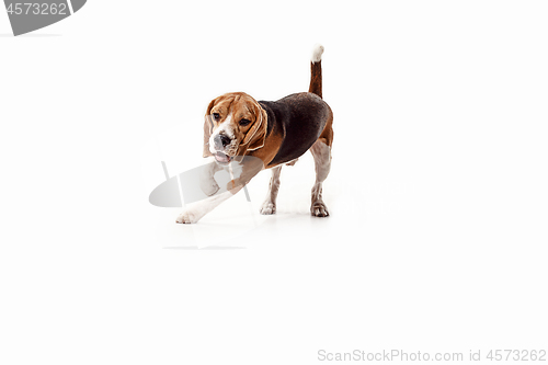 Image of Front view of cute beagle dog sitting, isolated on a white background