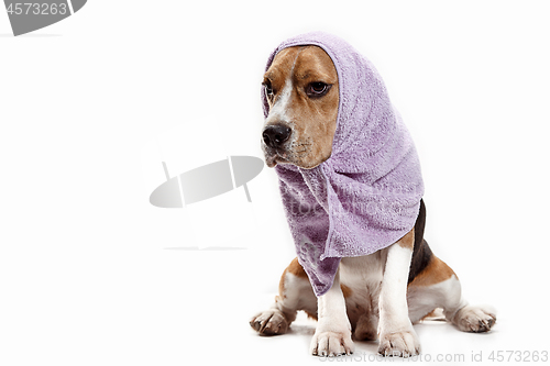 Image of Front view of cute beagle dog sitting, isolated on a white background