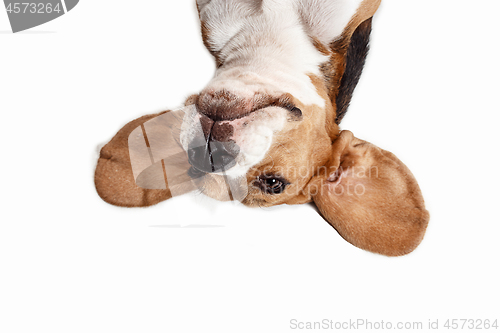 Image of Front view of cute beagle dog sitting, isolated on a white background