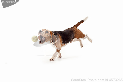Image of Front view of cute beagle dog with ball isolated on a white background