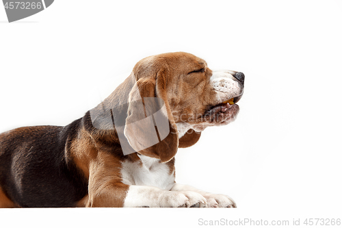 Image of Front view of cute beagle dog sitting, isolated on a white background