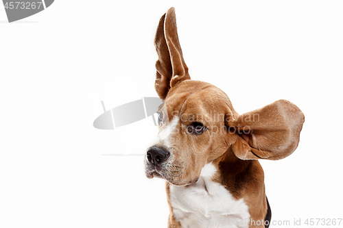 Image of Front view of cute beagle dog sitting, isolated on a white background