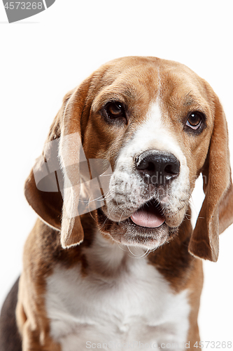 Image of Front view of cute beagle dog sitting, isolated on a white background