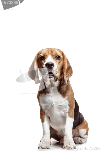 Image of Front view of cute beagle dog sitting, isolated on a white background