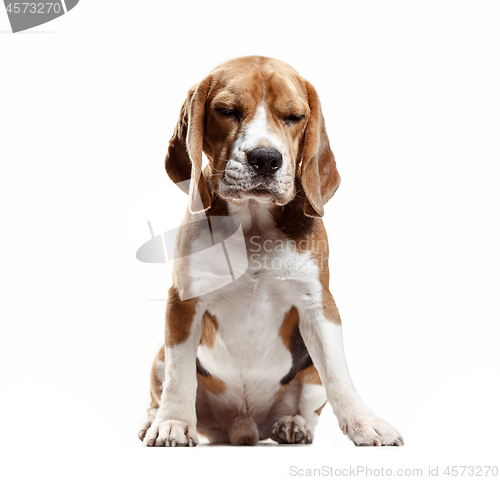 Image of Front view of cute beagle dog sitting, isolated on a white background