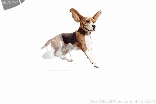 Image of Front view of cute beagle dog isolated on a white background