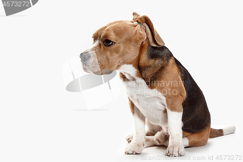 Image of Front view of cute beagle dog sitting, isolated on a white background