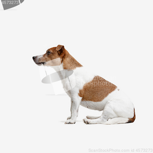 Image of Jack Russell Terrier, isolated on white