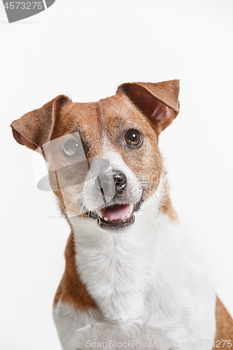 Image of Jack Russell Terrier, isolated on white