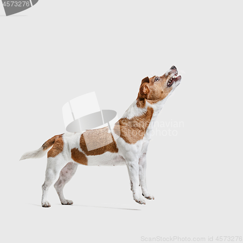 Image of Jack Russell Terrier, isolated on white