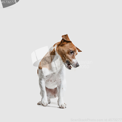 Image of Jack Russell Terrier, isolated on white