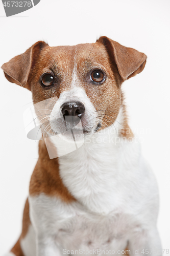 Image of Jack Russell Terrier, isolated on white