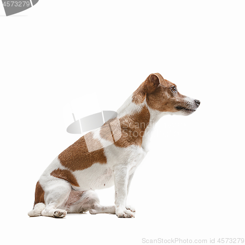 Image of Jack Russell Terrier, isolated on white