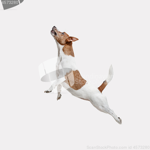 Image of Jack Russell Terrier, isolated on white