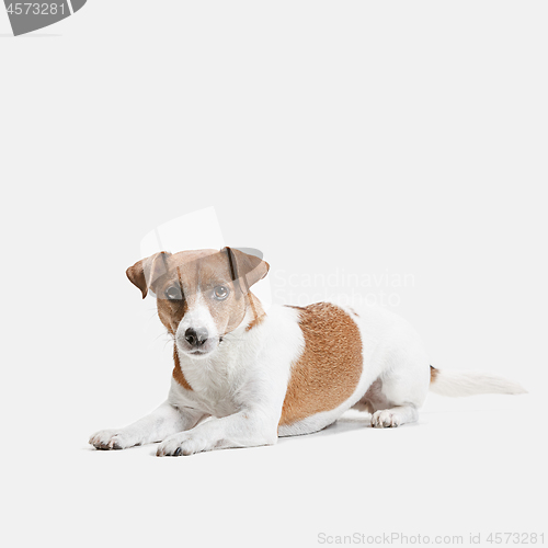 Image of Jack Russell Terrier, isolated on white