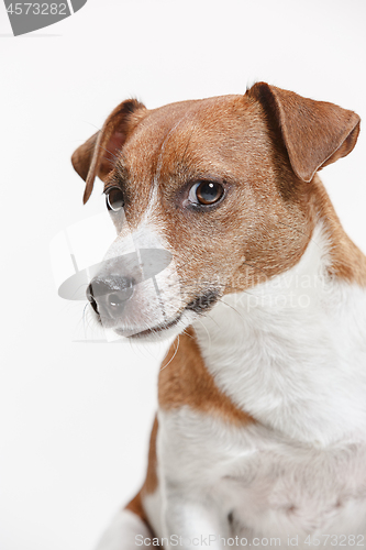 Image of Jack Russell Terrier, isolated on white