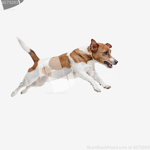 Image of Jack Russell Terrier, isolated on white