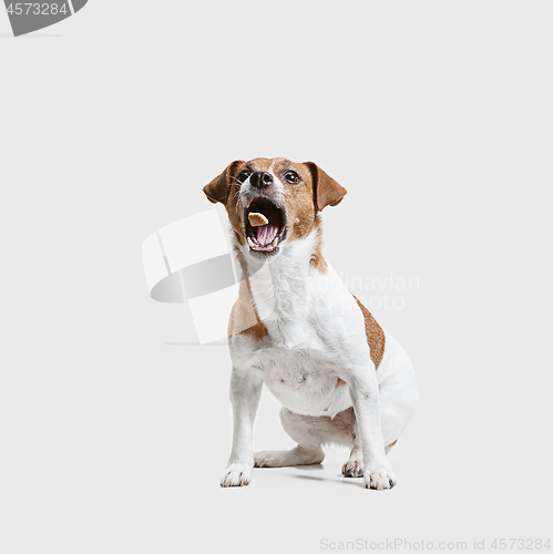 Image of Jack Russell Terrier, isolated on white