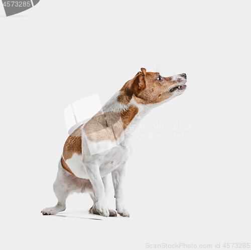 Image of Jack Russell Terrier, isolated on white