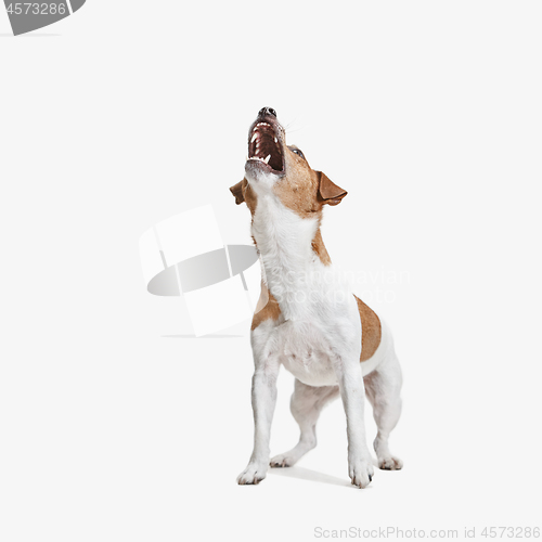 Image of Jack Russell Terrier, isolated on white