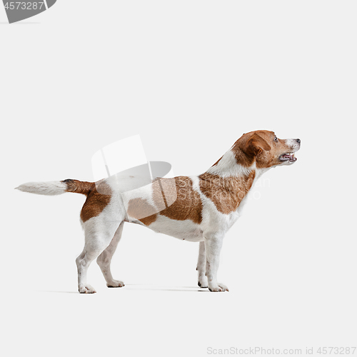 Image of Jack Russell Terrier, isolated on white