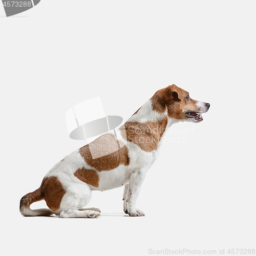 Image of Jack Russell Terrier, isolated on white