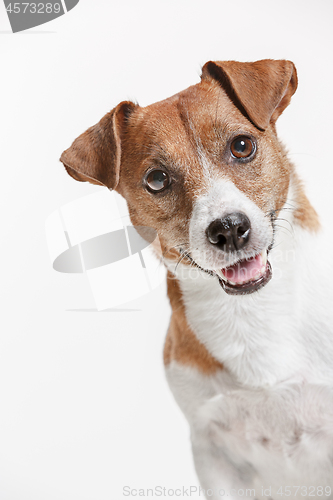 Image of Jack Russell Terrier, isolated on white