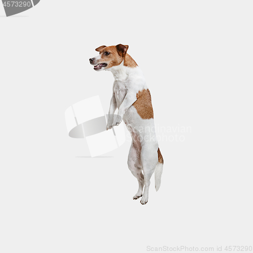Image of Jack Russell Terrier, isolated on white