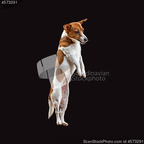 Image of Jack Russell Terrier, isolated on black
