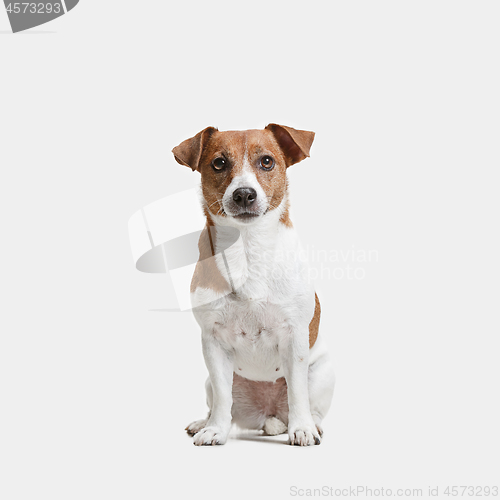 Image of Jack Russell Terrier, isolated on white