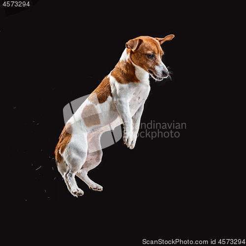 Image of Jack Russell Terrier, isolated on black