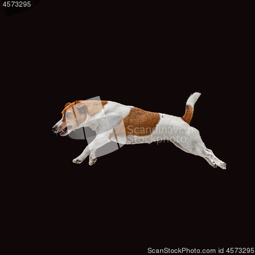 Image of Jack Russell Terrier, isolated on black