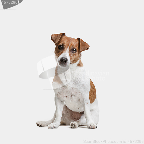 Image of Jack Russell Terrier, isolated on white